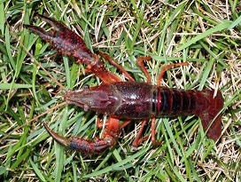 Red Swamp Crayfish