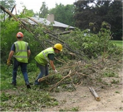 Tree Trimming