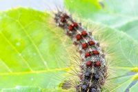 Moth on leaf