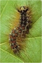 Caterpillar