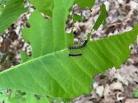 Moth on leaf