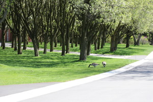 Geese under Trees